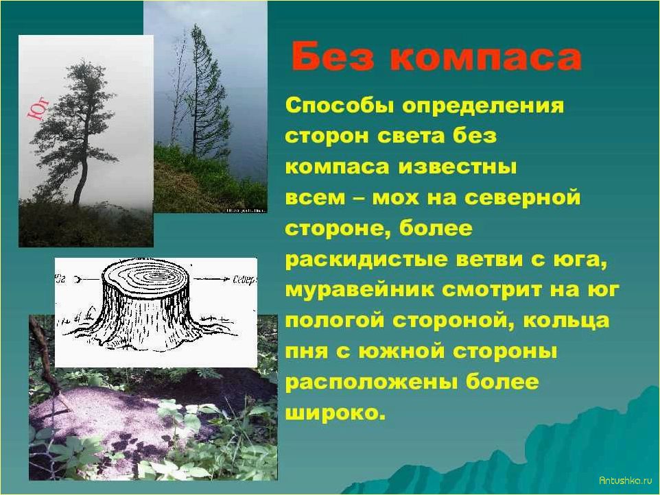 Без компаса определить. Способы определения сторон света. Как по муравейнику определить стороны света. Без компаса. Способ определение сторон света по мху.