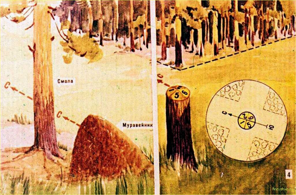 Как определить стороны света по муравейнику