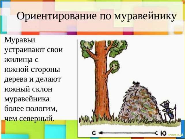 Как определить стороны света по муравейнику